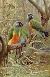 Senegal papegaai