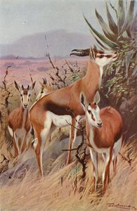 Springbok