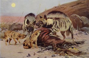 Gestreepte Hyena en Jakhals door after Wilhelm Kuhnert