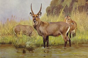 Waterbok door after Wilhelm Kuhnert