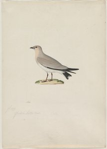 Kleine pratincole (Glareola lactea)