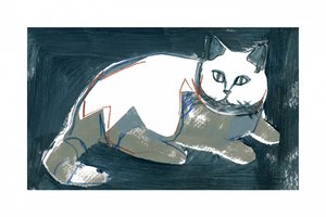 Kunstzinnige witte kat door cartissi