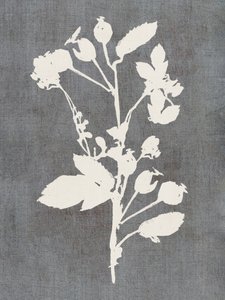 Botanisch rozenprofiel door cartissi