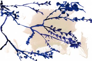 Indigo-lentetakken door cartissi