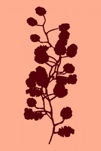 Botanisch silhouet van een perzik door cartissi