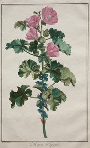 Verzameling van vierentwintig planten en bloemen: Kaasjeskruid, na 1772 door de Seve