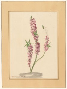 Rood Peperboompje op een Grondje door familie Van der Vinne (attributed to)