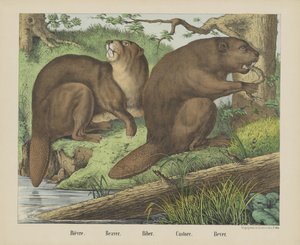 Bever door firma Joseph Scholz