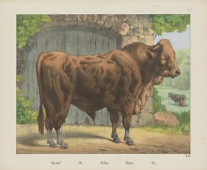 Boeuf. / Ox. / Ochs. / Bove. / Os door firma Joseph Scholz