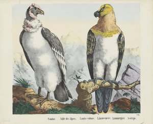 Condor door firma Joseph Scholz