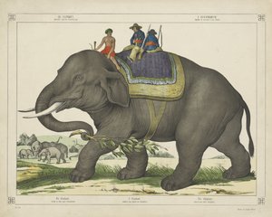 De olifant / gebruikt voor de olifantenjacht