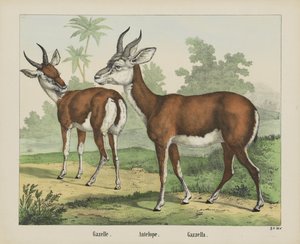 Gazelle