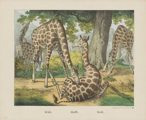 Girafa door firma Joseph Scholz