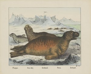 Zeehond