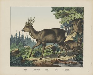 Reh. / Chevreuil. / Roe. / Ree. / Capriulo door firma Joseph Scholz