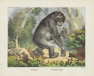 Schimpanse. / Troglodytes niger door firma Joseph Scholz