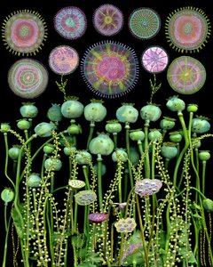  door giovanna nicolo