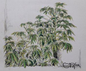 Cassaveplant