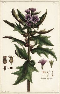 Zwarte bilzekruid, jusquiame noire, Hyoscyamus niger Linn