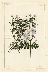 Gewone jasmijn, Jasminum officinale, Linn