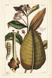 Gewone zijdeplant, Asclepias syriaca