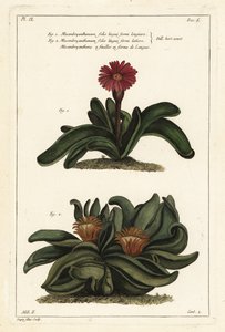 Elkhorn plant, Rhombophyllum dolabriforme (Bijlbladige vijgmarigold, Mesembryanthemum dolabriforme) door the Younger Dupin