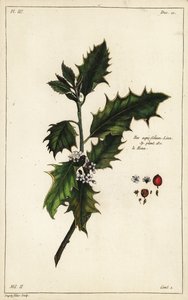 Europese hulst, Ilex aquifolium, Linn