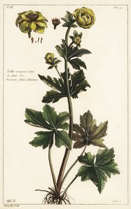 Kogelbloem, Trollius europaeus, Linn