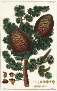 Libanonceder Cedrus libani Pinus cedrus Linn