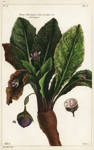 Mandragora, Mandragora officinarum