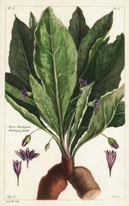 Mandragora, vrouwelijk, Mandragora officinarum, Atropa mandragora, Mandragore femelle