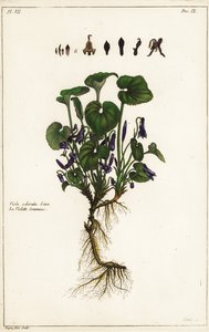 Zoet viooltje, Viola odorata, Linn