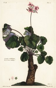 Onopgeloste soort geranium, Geranium umbellicatum