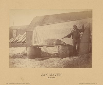 Jan Mayen, Bartrobbe door (Linienschiffs Lieutenant) Richard Basso