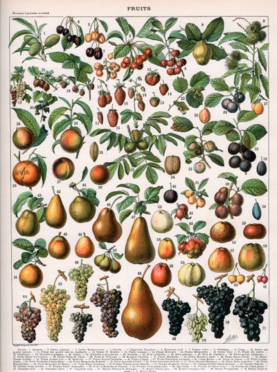 Illustratie van fruitsoorten, ca. 1905-10 (kleur litho) door (after) Alillot