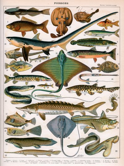 Illustratie van oceaanvissen, c.1905-10 door (after) Alillot
