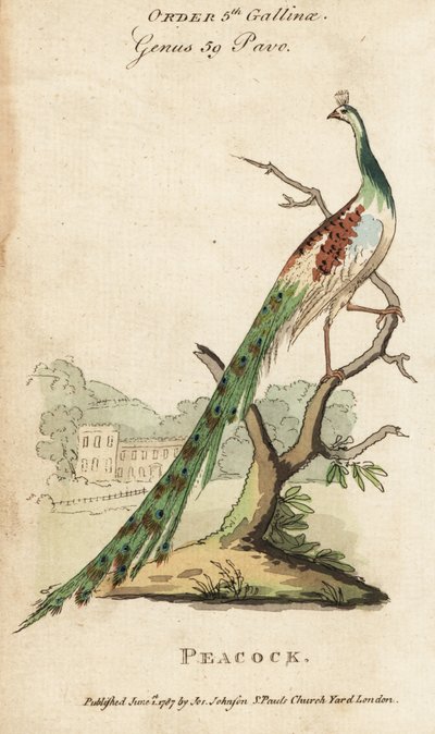 Indische pauw, Pavo cristatus door (after) English School
