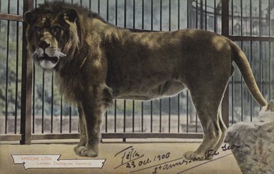 Afrikaanse leeuw, London Zoological Gardens door (after) English photographer