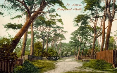 Fir Avenue, Hampstead Heath (kleurenfoto) door (after) English photographer