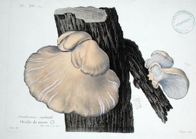 Dendrosarcos juglandis, plaat 20 uit 