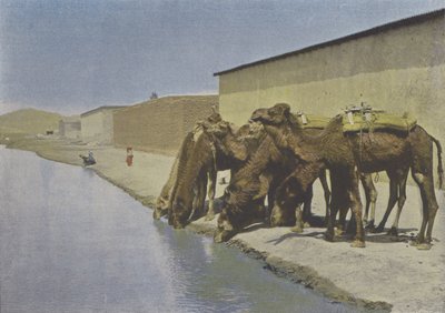 Kamelen aan de oever van de rivier door (after) French Photographer