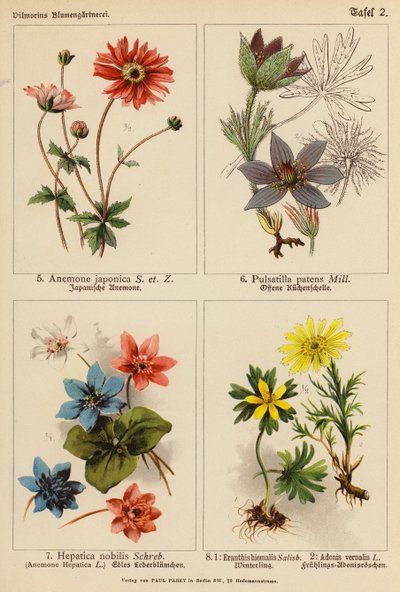 Anemone Japonica, Pulsatilla Patens, Hepatica Nobilis, Eranthis Hiemalis, Adonis Vernalis door (after) German School