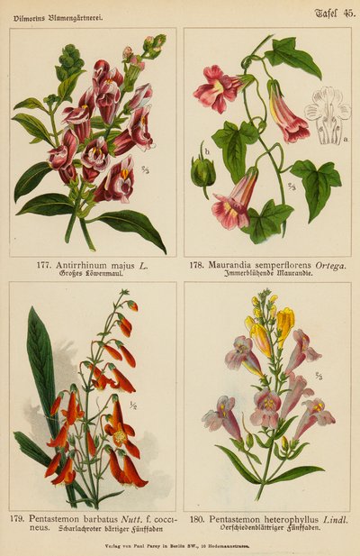 Antirrhinum Majus, Maurandia Semperflorens, Pentastemon Barbatus, Pentastemon Heterophyllus door (after) German School