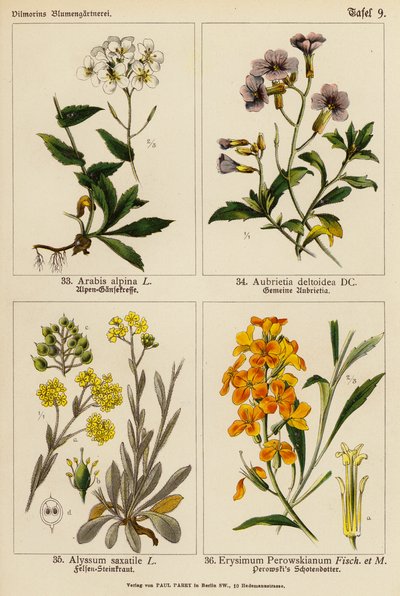Arabis Alpina, Aubrietia Deltoidea, Alyssum Saxatile, Erysimum Perowskianum door (after) German School