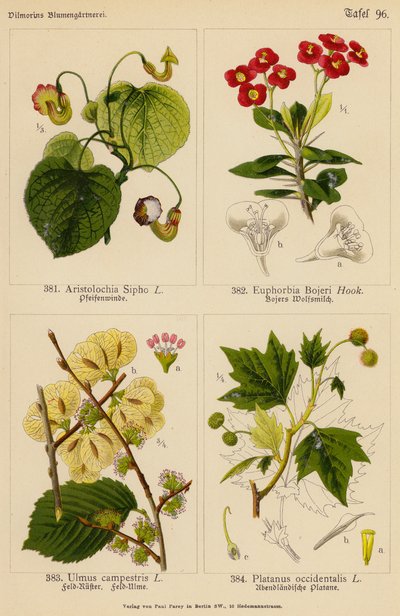 Aristolochia Sipho, Euphorbia Bojeri, Ulmus Campestris, Platanus Occidentalis door (after) German School