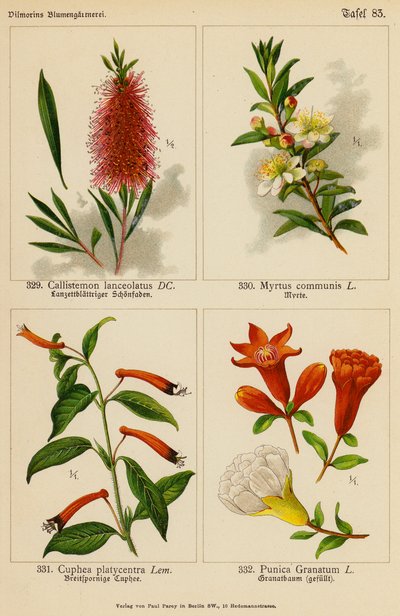 Callistemon Lanceolatus, Myrtus Communis, Cuphea Platycentra, Punica Granatum door (after) German School