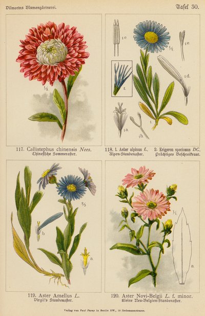 Callistephus Chinensis, Aster Alpinus, Erigeron Speciosus, Aster Amellus, Aster Novi-Belgii door (after) German School