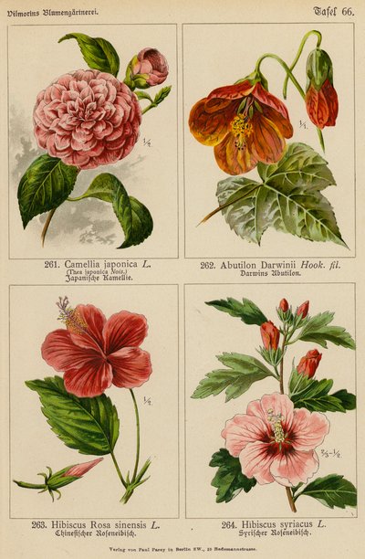 Camellia Japonica, Abutilon Darwinii, Hibiscus Rosa Sinensis, Hibiscus Syriacus door (after) German School