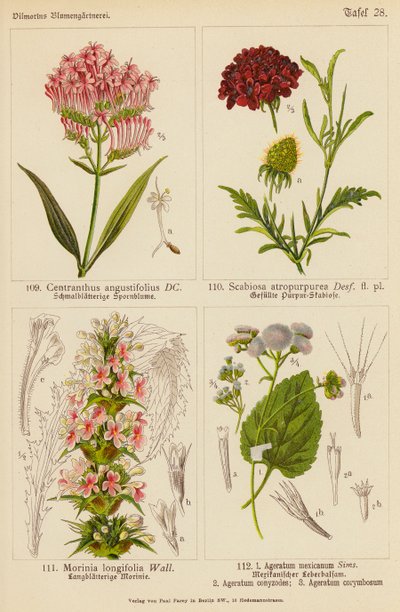 Centranthus Angustifolius, Scabiosa Atropurpurea, Morinia Longifolia, Ageratum Mexicanum, Ageratum Conyzodes, Ageratum Corymbosum door (after) German School