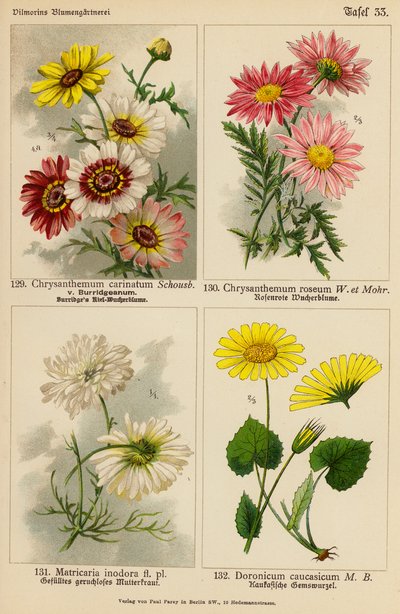 Chrysanthemum Carinatum, Chrysanthemum Roseum, Matricaria Inodora, Doronicum Caucasicum door (after) German School